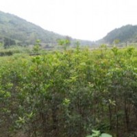 供應(yīng)桂花苗木