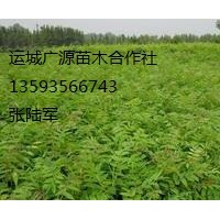 香椿小苗出售、香椿小苗大量供應(yīng)、香椿小苗