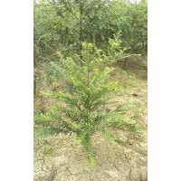 紅豆杉苗木低價供應(yīng)
