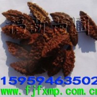 杜英種子 杜英樹種 杜英育苗技術(shù)
