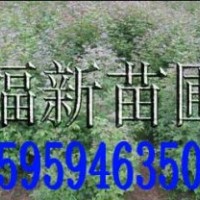 楓香樹苗 楓香種子 楓香苗 楓樹