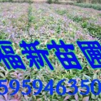 木荷 木荷種子 木荷苗 荷木樹苗