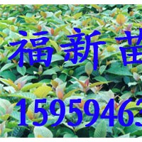喜樹 喜樹種子 喜樹苗