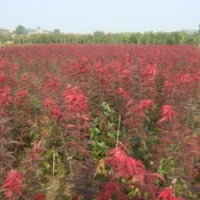 供應紅楓、青楓、紅豆杉、杉苗、木荷、濕地松等小苗