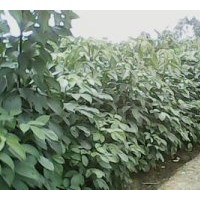 供應(yīng) 桂花 竹柏 秋楓 藍(lán)花楹 洋紫荊