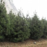 供應(yīng)營養(yǎng)杯白皮松、側(cè)柏