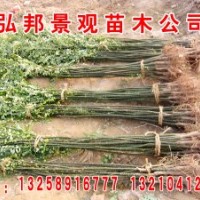直銷白蠟、速生白蠟、國槐、速生國槐