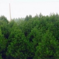 大量供應(yīng)白皮松、油松、檜柏、側(cè)柏苗