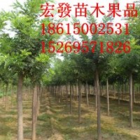 大量供應(yīng)國槐 白蠟法桐 速生楊 銀杏櫻花等