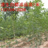 山東速生白蠟/惠民速生白蠟/1米高速生白蠟苗