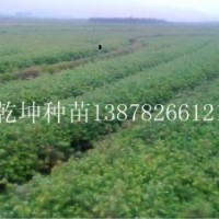 杉樹苗