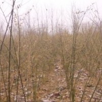 速生國槐