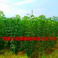 廣西蒙山縣博展園林綠化6-7分秋楓