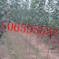 冬紅海棠3、4、5公分苗