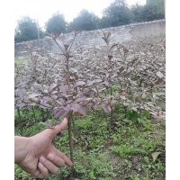 小葉欖仁地苗