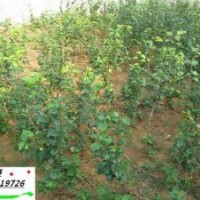 茶花小苗、香樟小苗--江西進(jìn)賢天嬌
