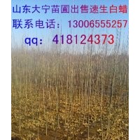 出售國槐苗，海棠苗。
