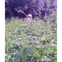 專營速生白蠟苗、速生白蠟苗報價、國槐苗