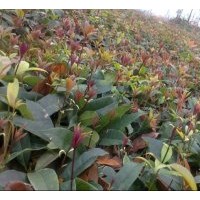 供應(yīng)金桂、桂花小苗