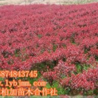 瀏陽紅葉石楠、紅葉石楠精品批發(fā)直銷、最新紅葉石楠價格