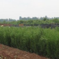 側柏小苗 側柏小苗價格