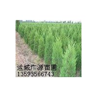 側(cè)柏出售1.5米優(yōu)惠價(jià)格供應(yīng)側(cè)柏