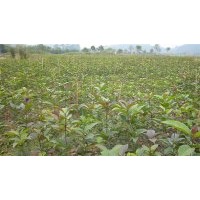 急售八月桂小苗、青楓小苗、紅豆杉小苗