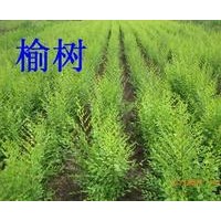 【精品推薦】供應(yīng)0.6-5cm榆樹小苗，一級(jí)圃苗，20萬(wàn)株。