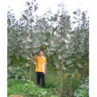 供應(yīng)中華紅葉楊