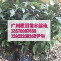 供應：樟樹