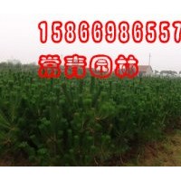 出售油松小苗
