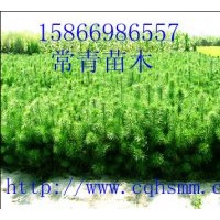 供30cm-60cm油松苗價格便宜常年銷售