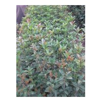 供應當年生桂花小苗20萬、香樟小苗10萬、杜英小苗10萬、青楓小苗