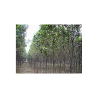 專賣國(guó)槐苗