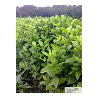 大量批發(fā)大葉梔子苗圃苗 成都大葉桅子苗木