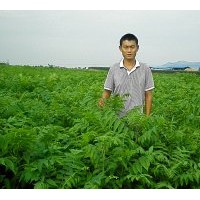 供應優(yōu)質(zhì)香椿苗