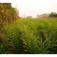 超低價(jià)供應(yīng)毛白楊國槐苗法桐苗、速生白蠟苗、榆樹苗、椿樹苗、