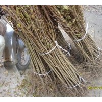 石榴苗【果石榴。花石榴苗】