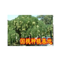 供應(yīng)國槐 法桐 銀杏 白蠟 法桐 欒樹