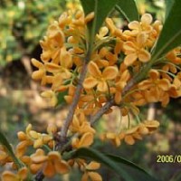 供應(yīng)桂花苗 金桂苗 銀桂苗 丹桂苗 紅桂花苗 佛頂珠桂花苗 朱砂紅