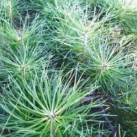 出售樟子松1-2年，黑松1-2年，白樺1年小苗