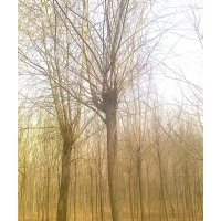 大量供應(yīng)白蠟、國(guó)槐