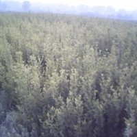祿化苗木欒樹，白蠟，國槐，海棠，青桐，五角楓，三角楓，丁香，