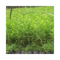 批發(fā)種植名貴樹檀香樹、檀香苗出售印度檀香