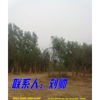 上海國槐/天津國槐/2010國槐新報價