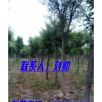 大量出售國槐/10公分國槐/25公分國槐/2012國槐新價格