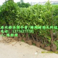 專業(yè)供應(yīng)優(yōu)質(zhì)珊瑚樹-張家港法國(guó)冬青-法國(guó)冬青價(jià)格