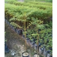 供應(yīng)廣州綠化種苗黃花梨、香樟、羅漢松、紅花楹、藍花楹、南洋楹