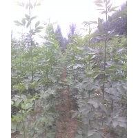 供應速生國槐小苗。。50萬，速生白蠟小苗20萬。另大量出售，臭椿