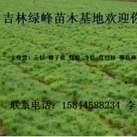 出售樟子松苗